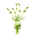 Image of Frisches Labkraut Image of Frisches Labkraut