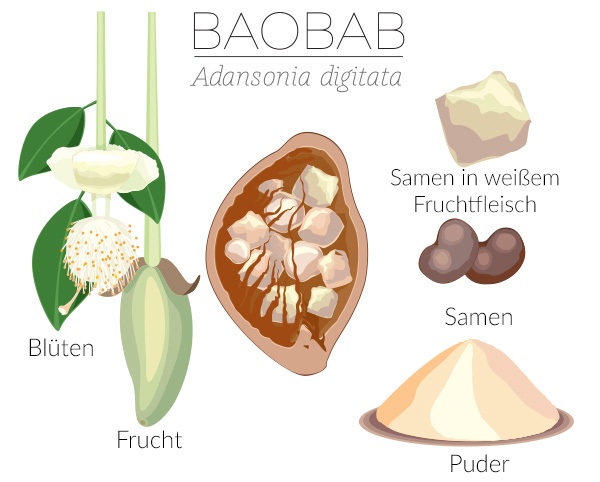 Baobab Infografik mit Blüten, Frucht, Samen und Puder