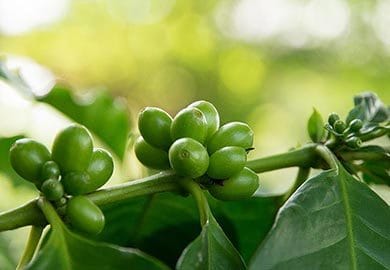Grüner Kaffee