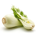 Fennel