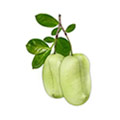 Zwei Griffonia Simplicifolia Früchte mit Stiel und Blättern für 5-HTP auf weißem Hintergrund Zwei Griffonia Simplicifolia Früchte mit Stiel und Blättern für 5-HTP auf weißem Hintergrund