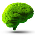 Grafische Darstellung eines grünen Gehirns auf weißem Hintergrund