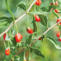 Goji Beeren Baum