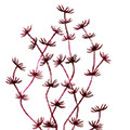 rote Alge rote Alge