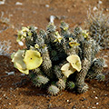 Hoodia gordonii als natürlicher Appetitzügler