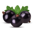Schwarze Johannisbeere Schwarze Johannisbeere