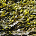 Fucus Vesiculosus Extrakt als Inhaltsstoff zur Gewichtskontrolle Fucus Vesiculosus Extrakt als Inhaltsstoff zur Gewichtskontrolle