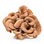 Maitake