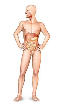 Grafische Darstellung eines Mannes mit eingezeichnetem Darm