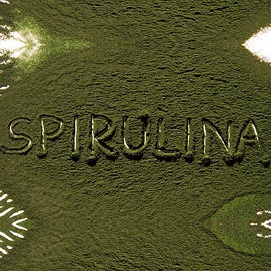 Spirulina und seine beeindruckende Wirkung auf den Körper