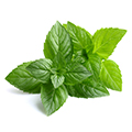 Peppermint Peppermint
