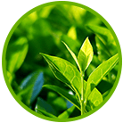 Raspberry Ketone Plus & Garcinia Cambogia Pure Raspberry Ketone Plus & Garcinia Cambogia Pure