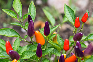 chilli på en stilk med blade