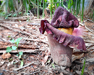 Amorphophallus konjac plant