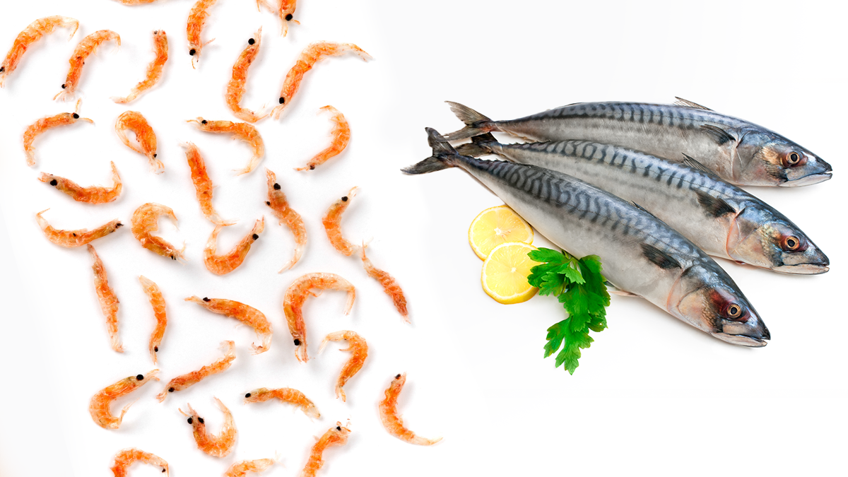 Krillöl kaufen oder Fischöl kaufen: Unterschiede und Vorteile