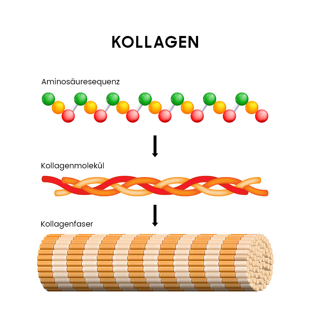 Image explaining what is collagen